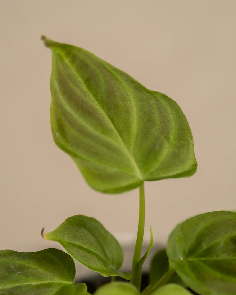 feey-philodendron-verrucosum-incensi-babypflanze-im-6-cm-topf image 2