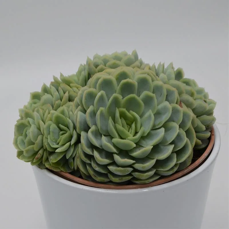 pasiora-echeveria-elegans-sukkulente-im-14cm-topf image 1