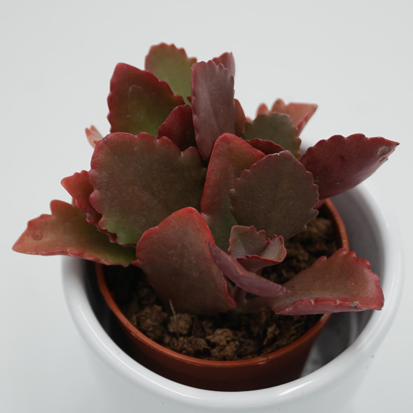 pasiora-kalanchoe-rubinea-sukkulente-im-5-5cm-topf image 1