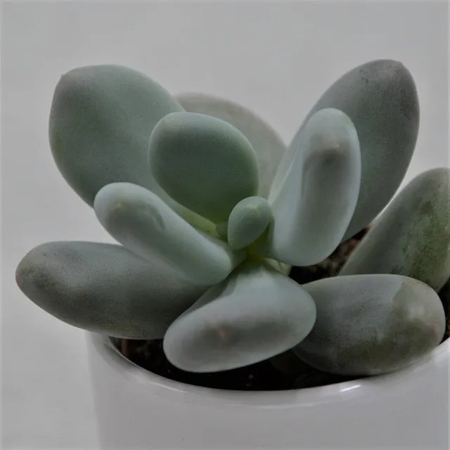 pasiora-pachyphytum-oviferum-sukkulente-6-cm-mini-topf image 1