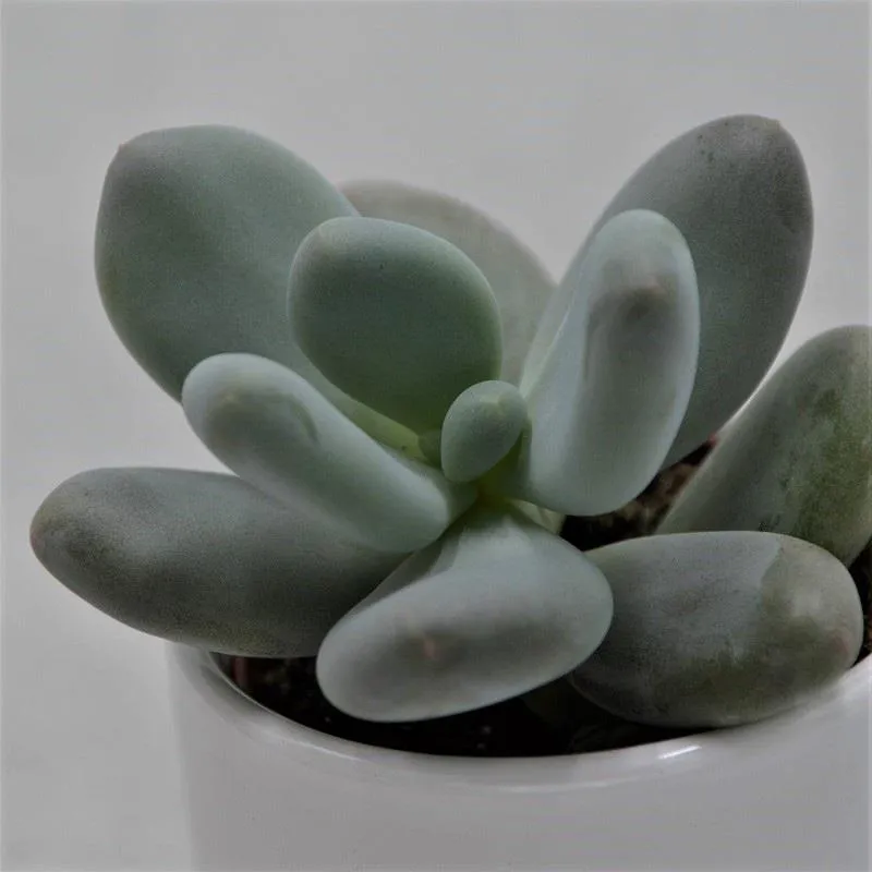 pasiora-pachyphytum-oviferum-sukkulente-6-cm-mini-topf image 1