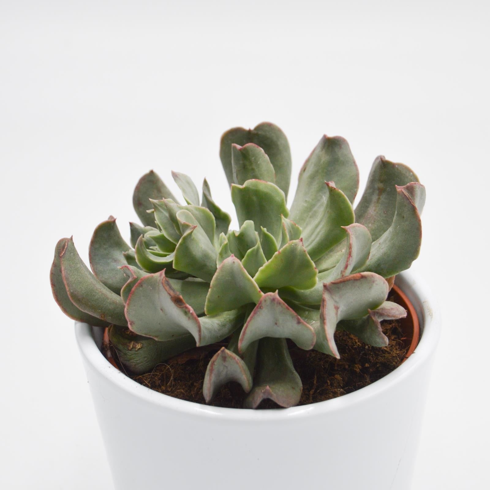 pasiora-echeveria-diablo-strength-sukkulente-im-10-5cm-topf image 2