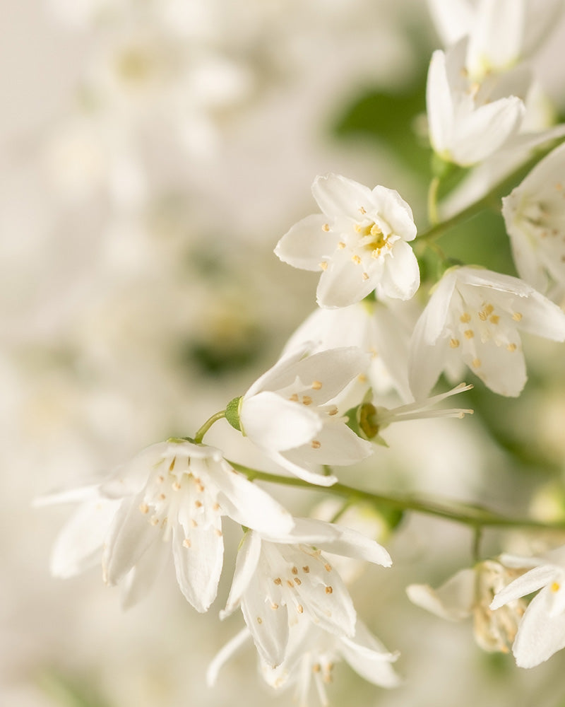 feey-deutzia-gracilis-zierliche-deutzie-au-enpflanze image 2