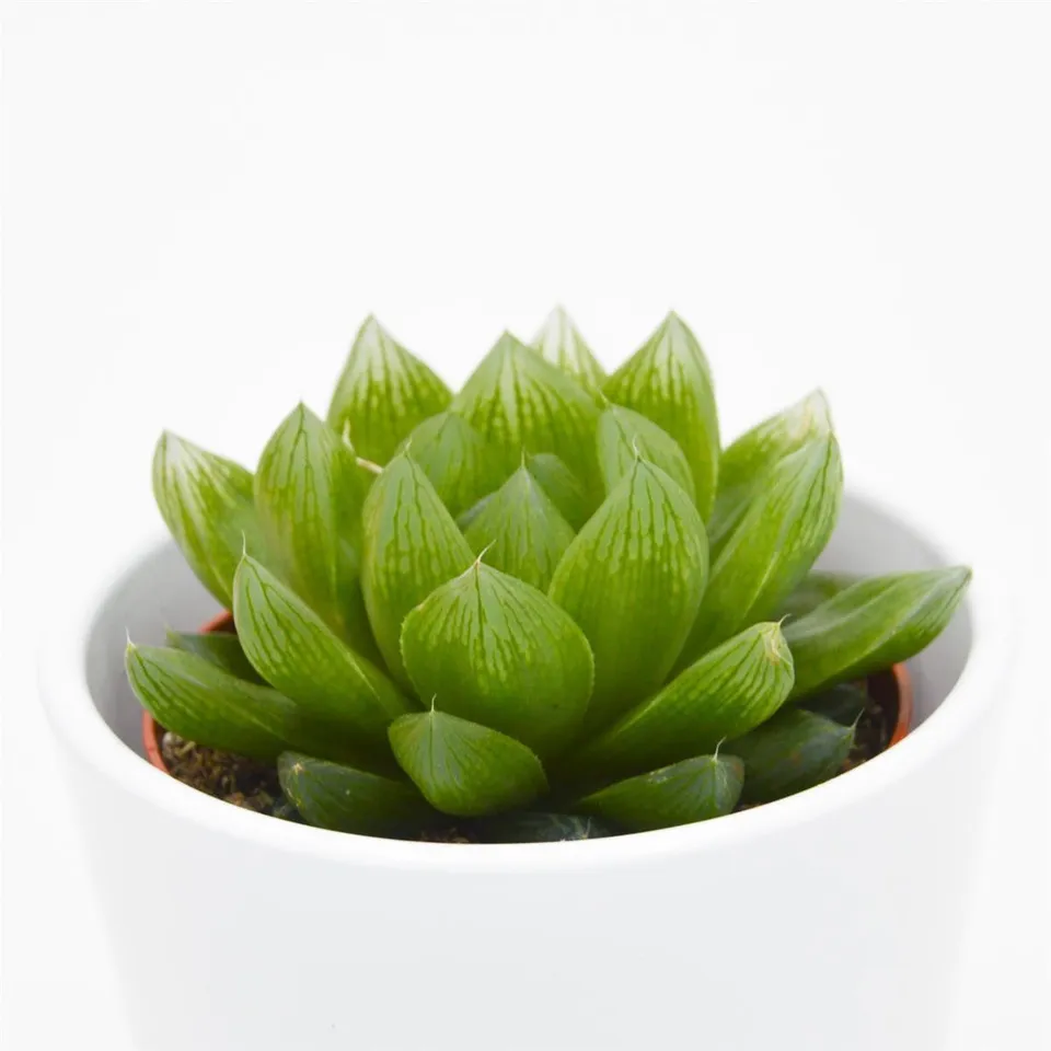pasiora-haworthia-cymbiformis-sukkulente-8-5-cm-topf image 1