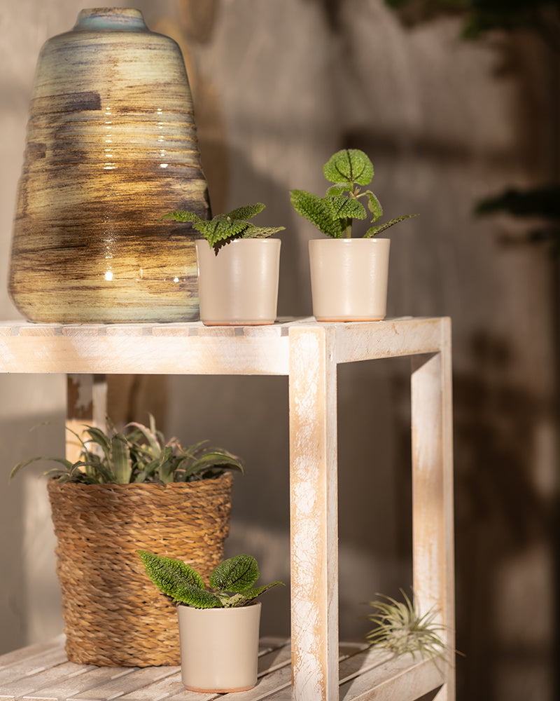 feey-babypflanzen-trio-pilea-moon-valley-kanonierblume image 8