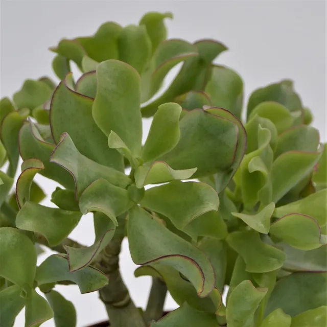pasiora-crassula-arborescens-undulatifolia-17-cm-topf image 1