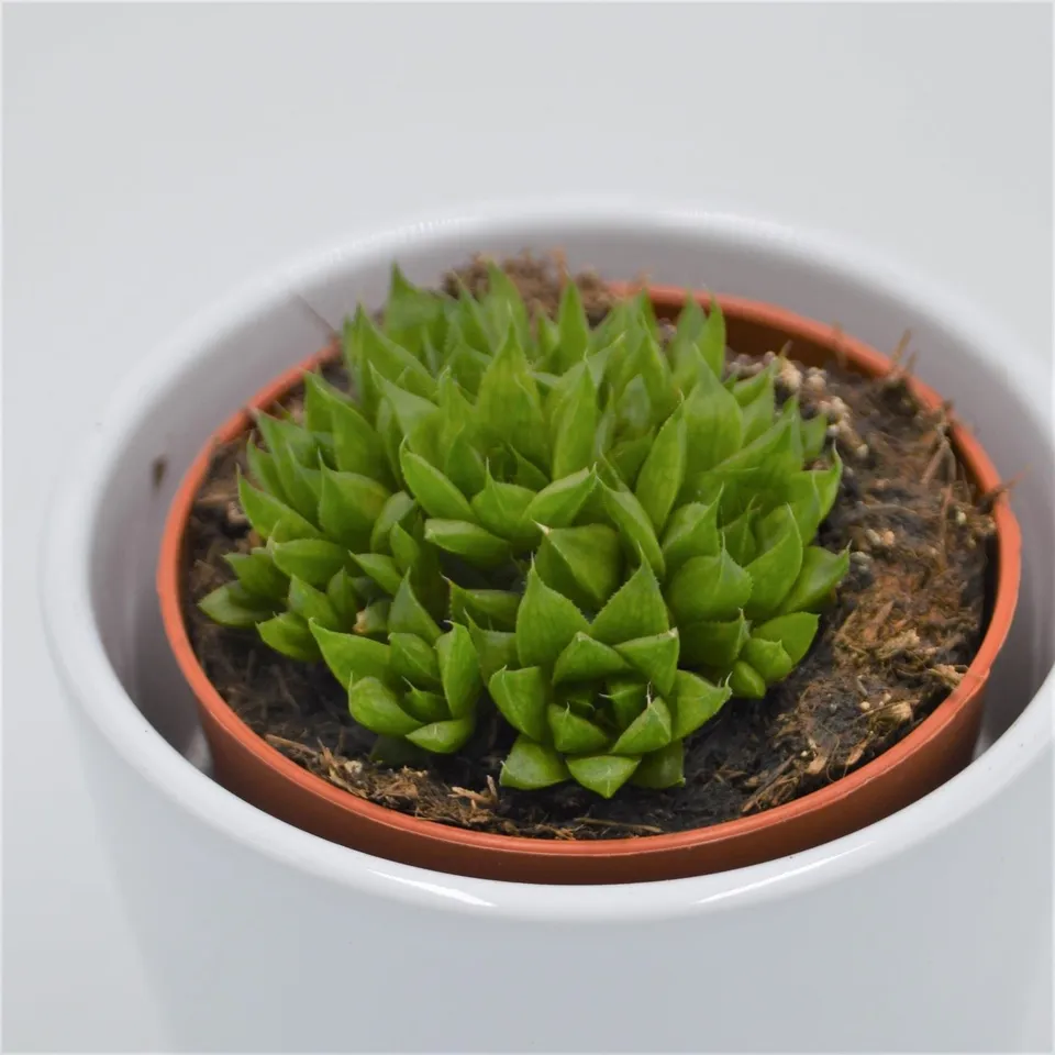 pasiora-haworthia-kiki-gimasa-sukkulente-8-5cm image 1