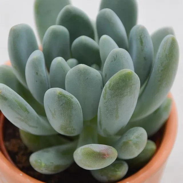 pasiora-pachyphytum-clavifolia-sukkulente-6-cm-topf image 1