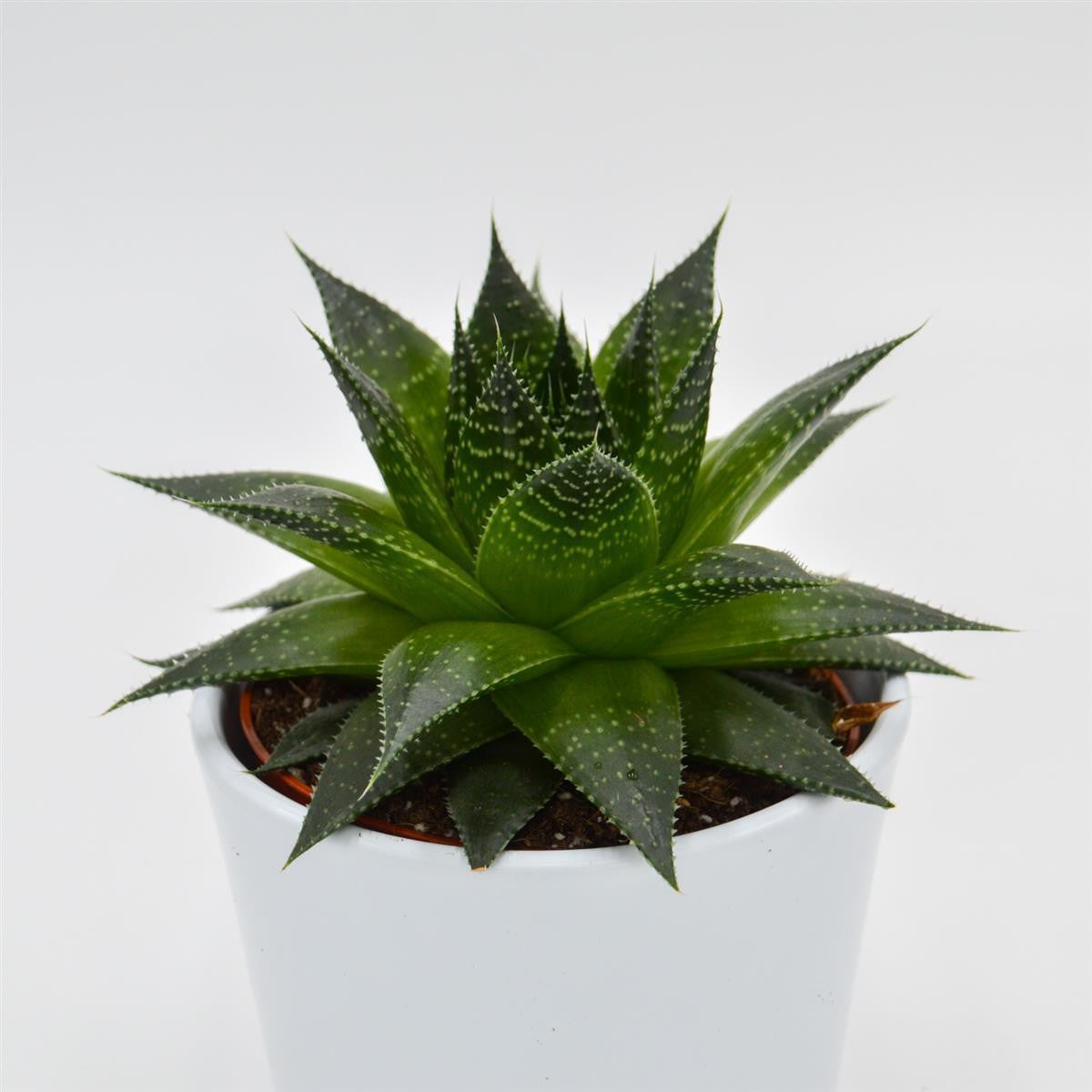 pasiora-aloe-ami-sukkulente-10-5cm-topf image 1