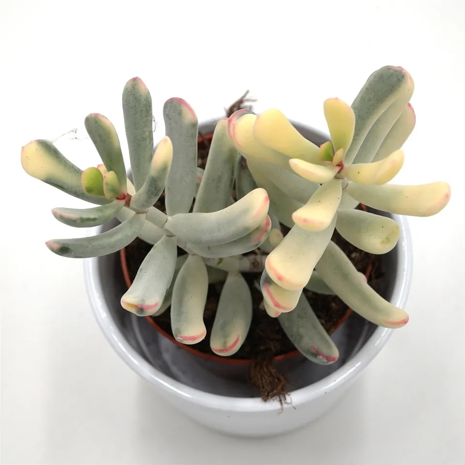pasiora-cotyledon-orbiculata-flanaganii-variegata-8-5-cm image 1