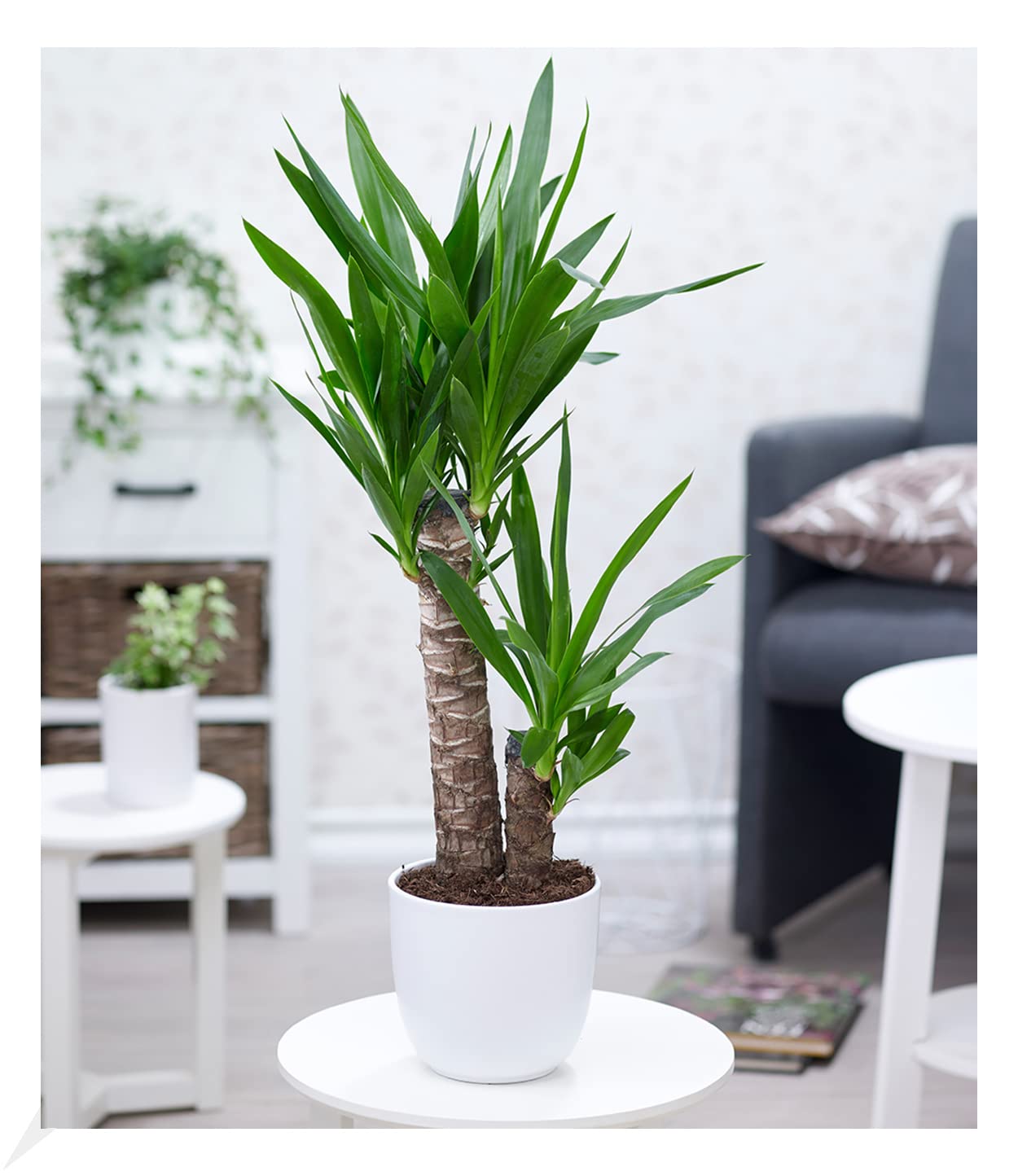 baldur-garten-areca-palme-goldfruchtpalme-60-70-cm-im-17-cm-topf image 6