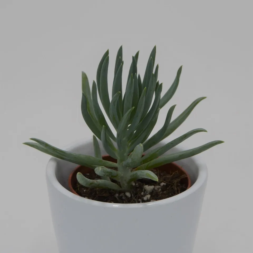 pasiora-senecio-serpens-v-minor-sukkulente-5-5cm-topf image 1