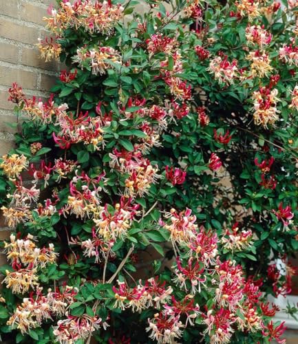 baldur-garten-duft-gei-blatt-henry-kletterpflanze-im-2-liter-topf image 3