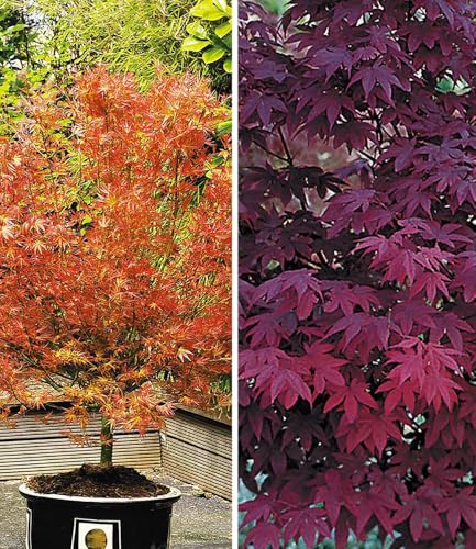 baldur-garten-japanischer-ahorn-mix-2er-katsura-burgund image 4