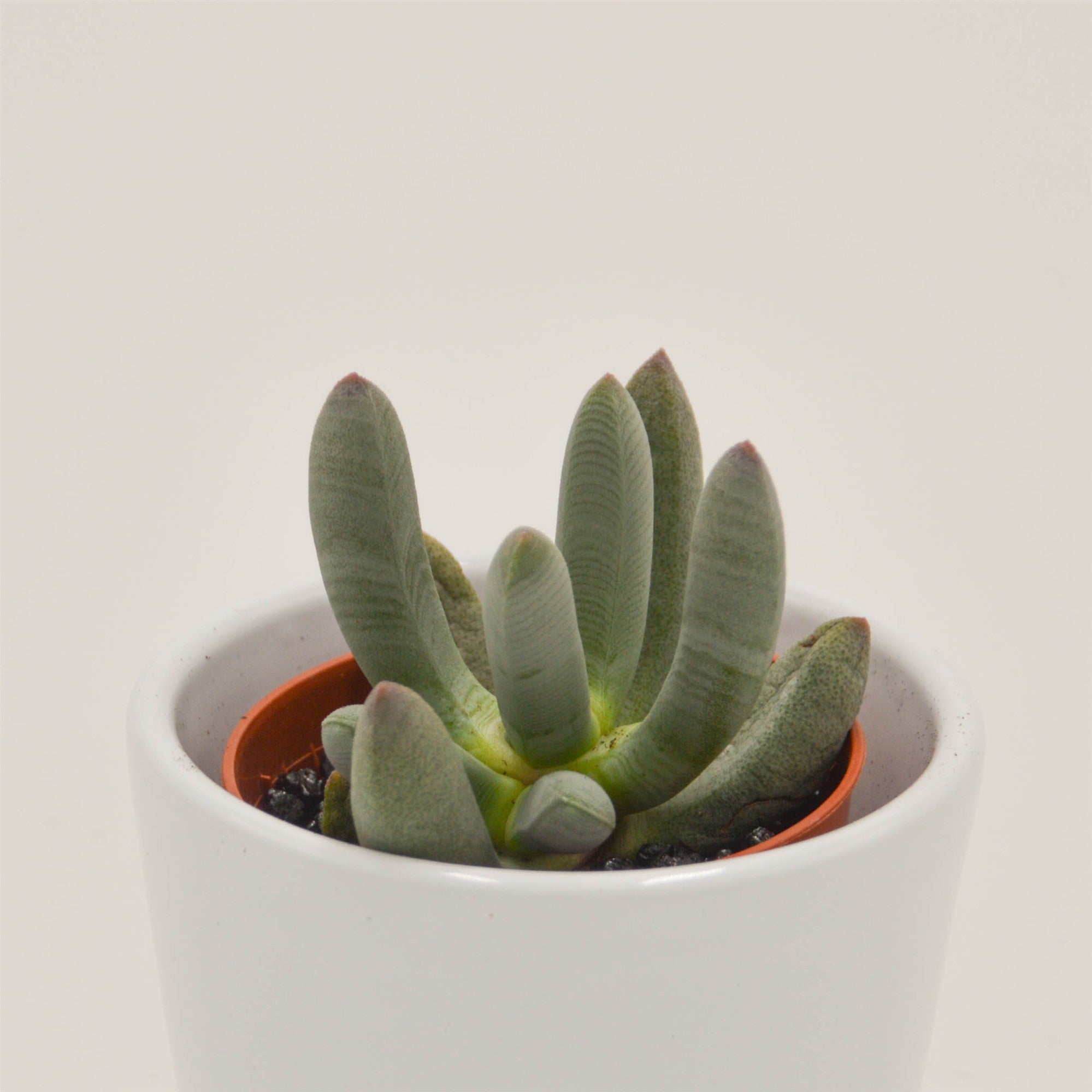pasiora-cylindrophyllum-comptonii-sukkulente-5-5cm image 1