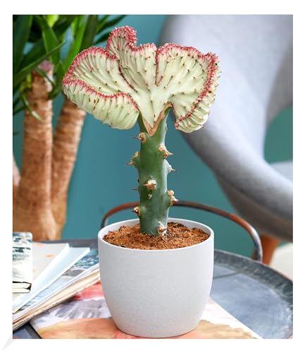 baldur-garten-korallenwolfsmilch-cristata-pflanze-im-10-5-cm-topf image 3
