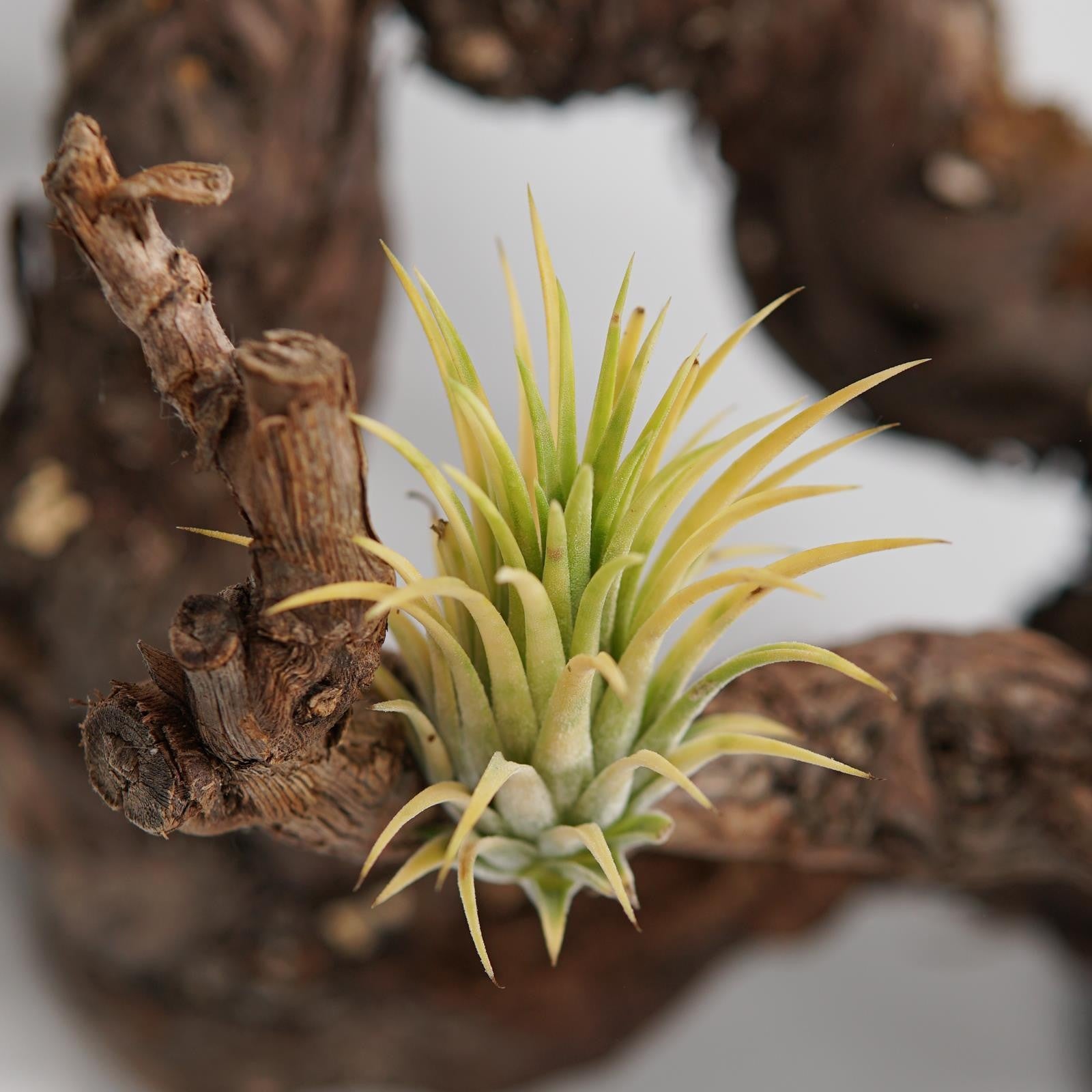 pasiora-tillandsia-ionantha-druid-luftpflanze image 3
