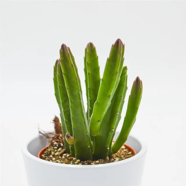 pasiora-stapelia-leendertziae-aasblume-sukkulente-im-8-5cm-topf image 1