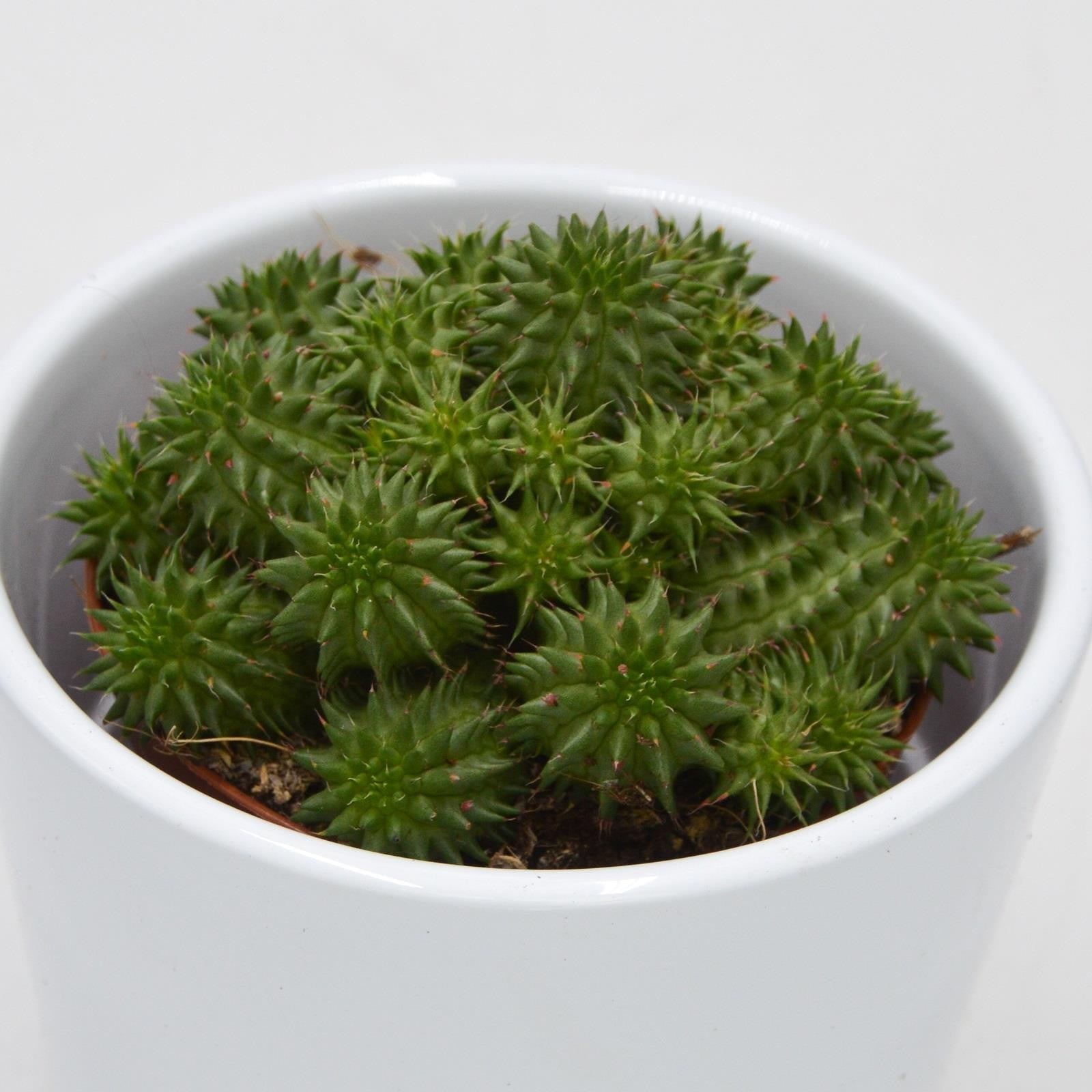 pasiora-euphorbia-susannae-wolfsmilch-sukkulente-8-5cm-topf image 1