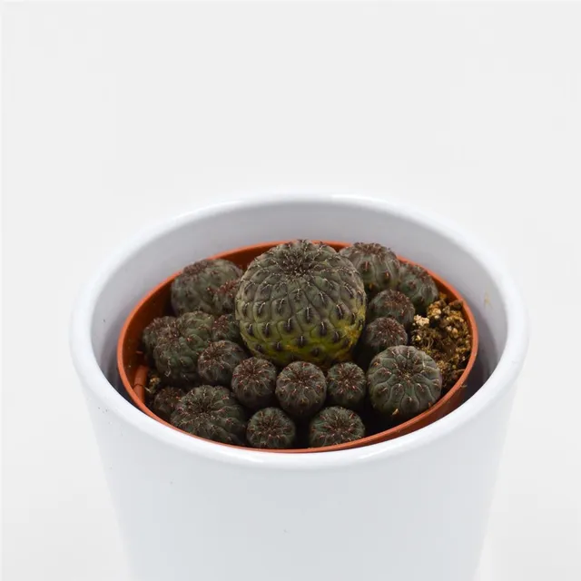 pasiora-sulcorebutia-rauschii-violet-kaktus-8-5cm-topf image 1