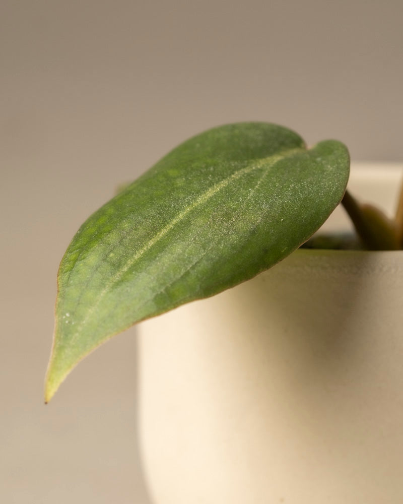 feey-philodendron-gloriosum-babypflanze-rarit-t image 8