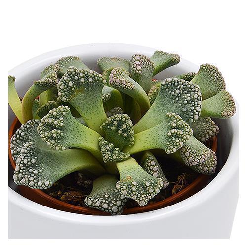 pasiora-titanopsis-calcarea-echtes-kalkblatt-5-5-cm-topf image 3
