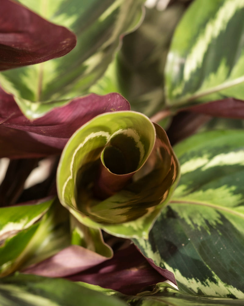feey-grosse-calathea-roseopicta-medallion-zimmerpflanze image 8