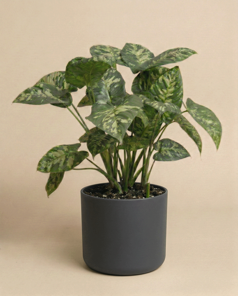 feey-homalomena-candid-zimmerpflanze image 6