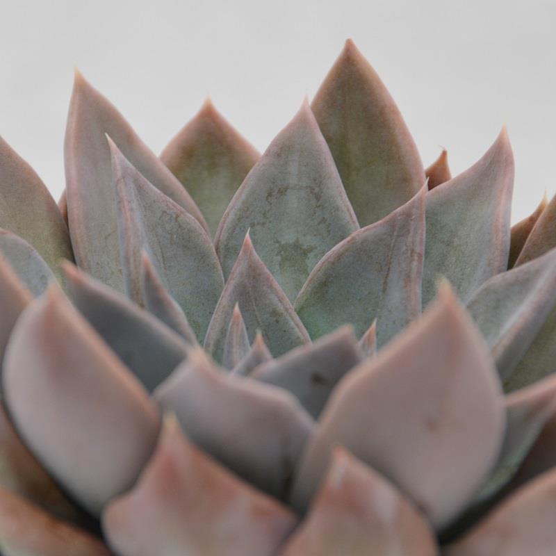 pasiora-echeveria-silver-queen-sukkulente-10-5cm image 2