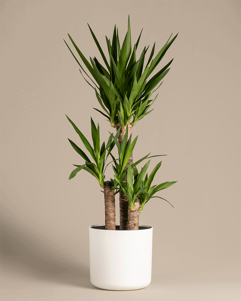feey-gro-e-yucca-elephantipes-yucca-palme-xl-im-30-cm-topf image 5