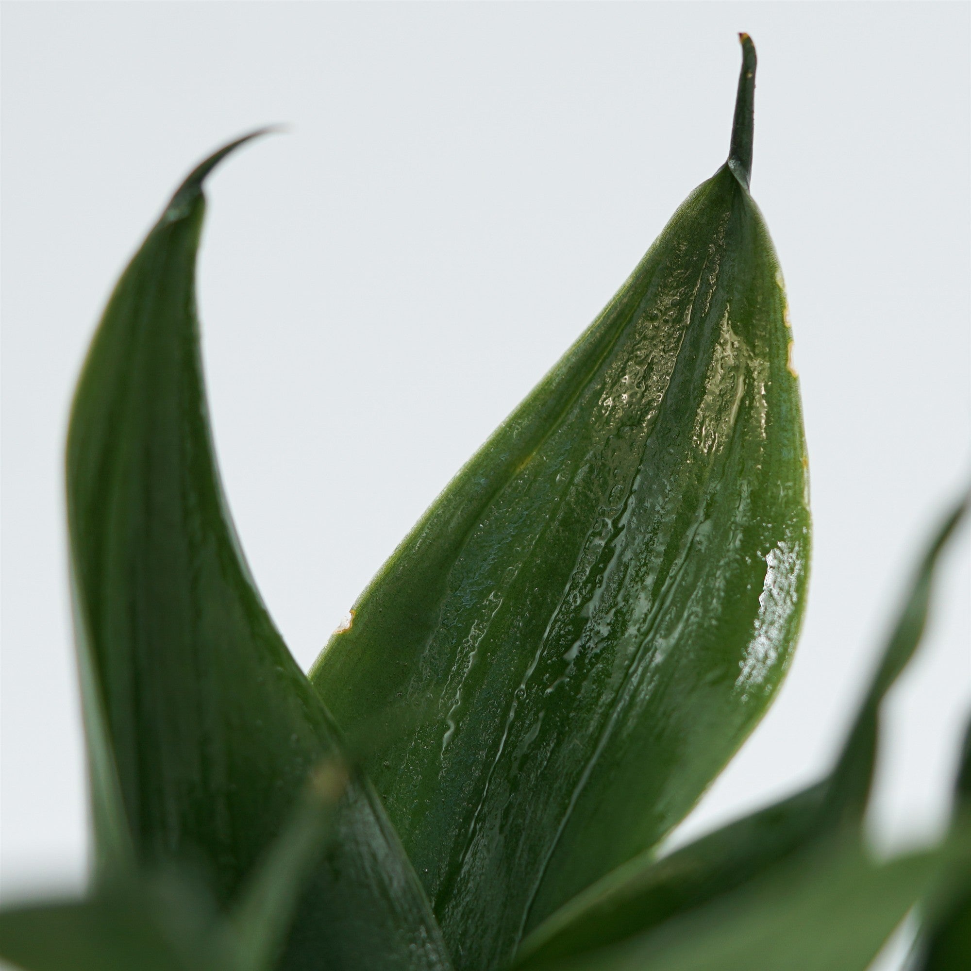 pasiora-sansevieria-trifasciata-black-jade-6cm image 6