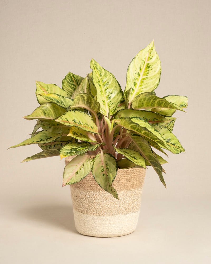 feey-aglaonema-chartreuse-pretty-zimmerpflanze image 6