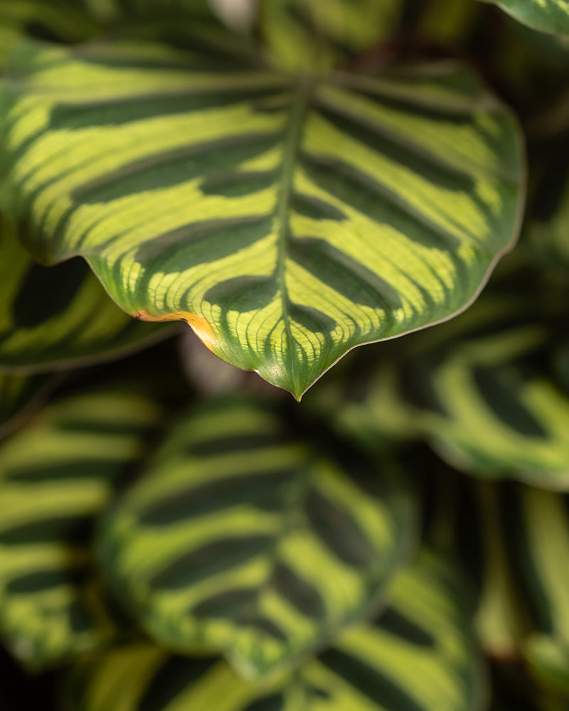 feey-pfauen-korbmarante-calathea-makoyana-zimmerpflanze-gro image 2