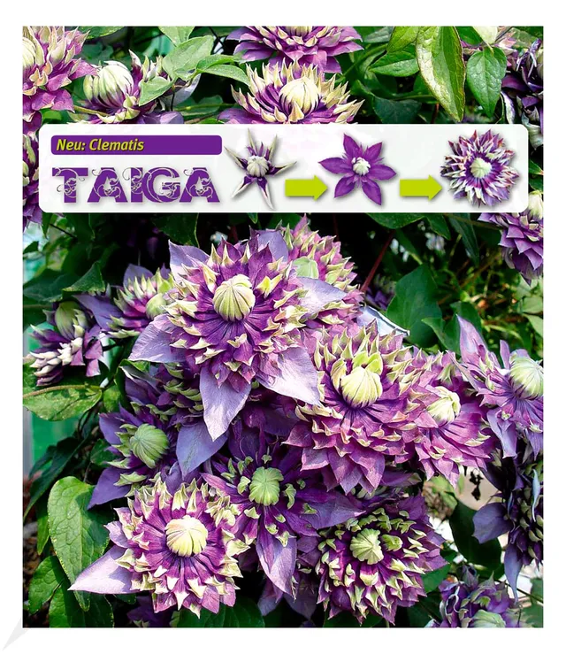 baldur-garten-gef-llte-clematis-taiga-kletterpflanze-im-11-cm-topf image 1