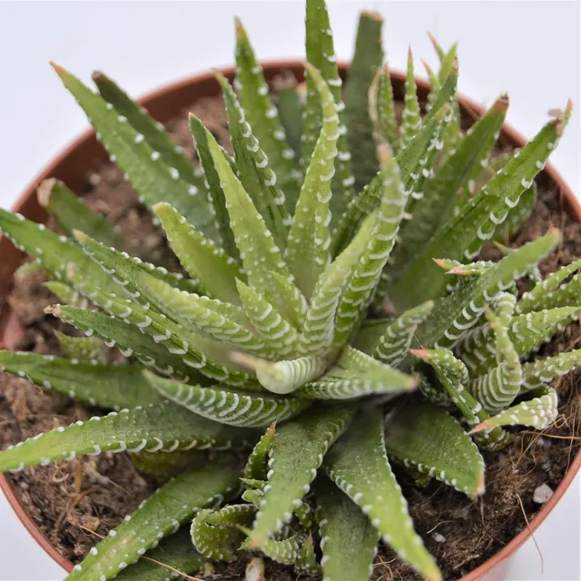 pasiora-haworthia-fasciata-variegata-sukkulente-10-5cm image 1