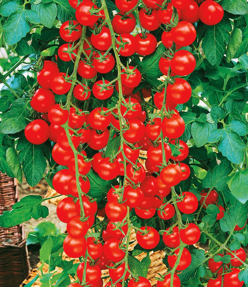 baldur-garten-4er-snack-gem-se-kollektion-gurke-tomate-paprika-10-5-cm-topf image 5