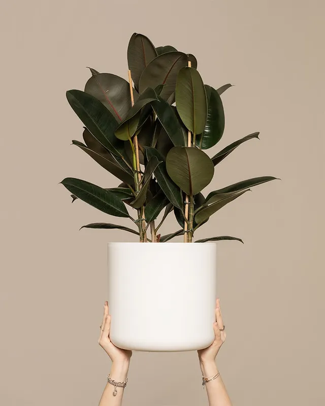feey-gummibaum-xl-zimmerpflanze-ficus-elastica-abidjan image 1