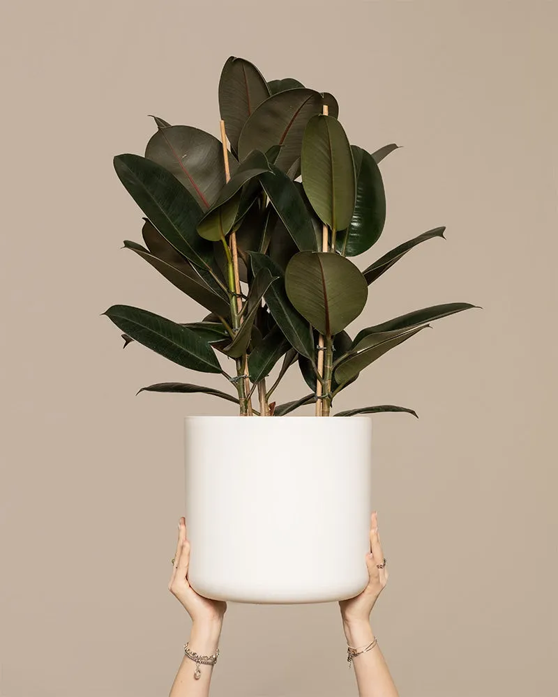 feey-gummibaum-xl-zimmerpflanze-ficus-elastica-abidjan image 1