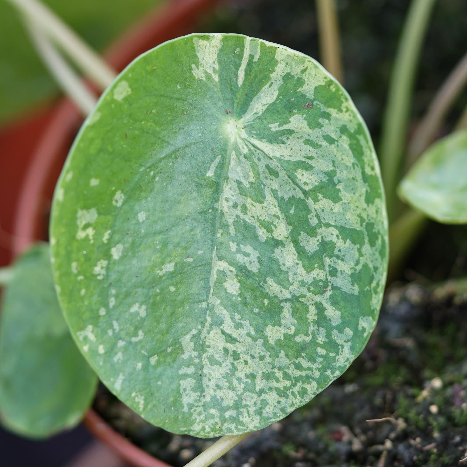 pasiora-pilea-peperomioides-mojito-chinesischer-geldbaum-13cm-topf image 2