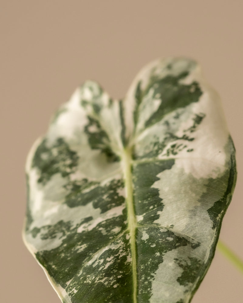feey-alocasia-micholitziana-frydek-variegata-rarit-t-elefantenohr image 2