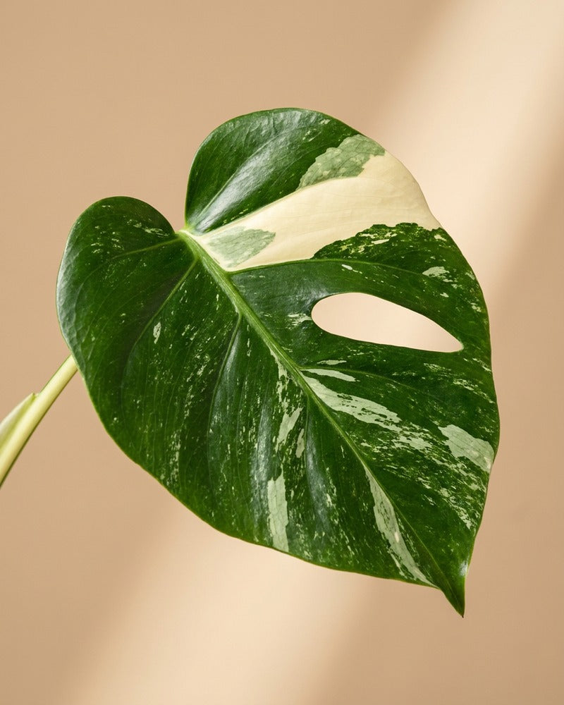 feey-monstera-thai-constellation-gro-panaschiert-schweizer-gew-chs image 8