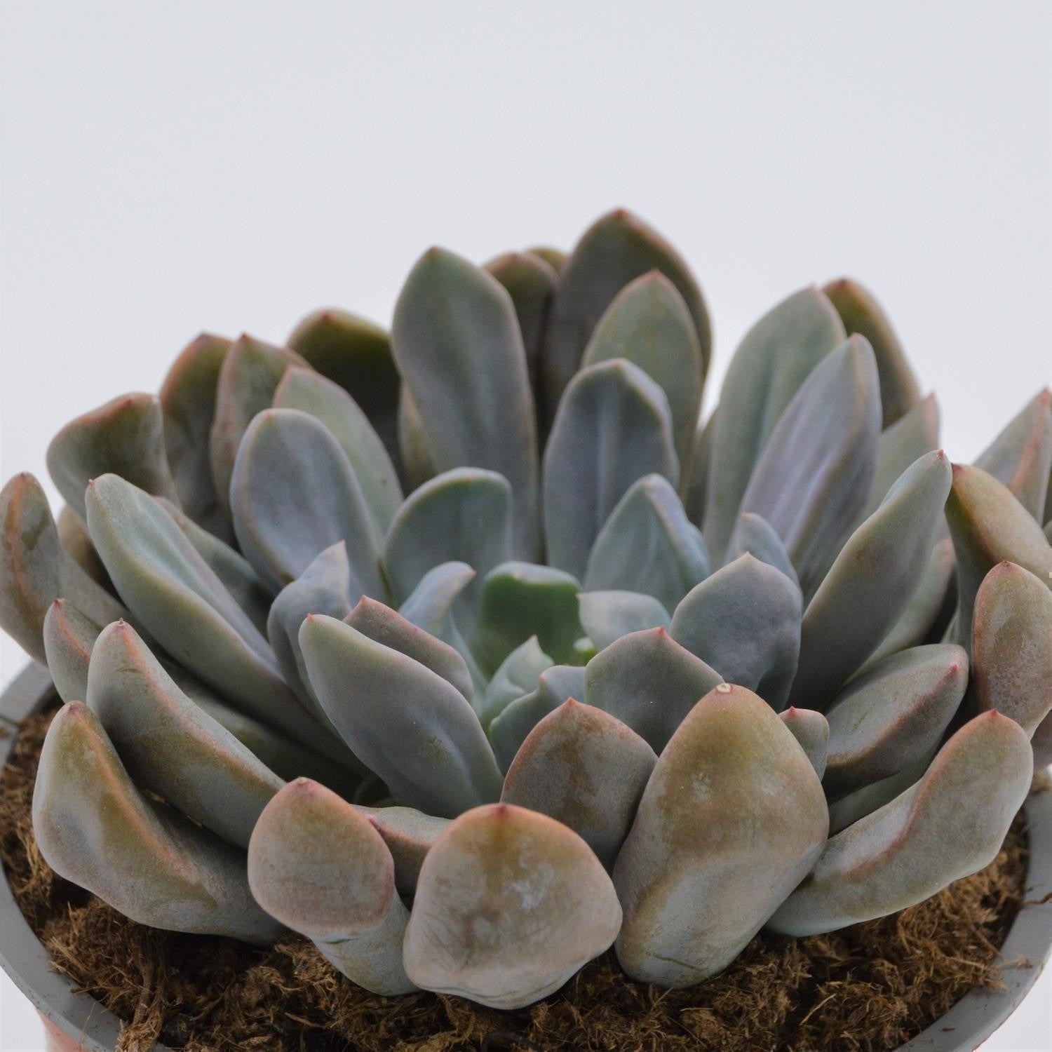 pasiora-x-graptoveria-topsy-debbie-sukkulente-im-8-5cm-topf image 2