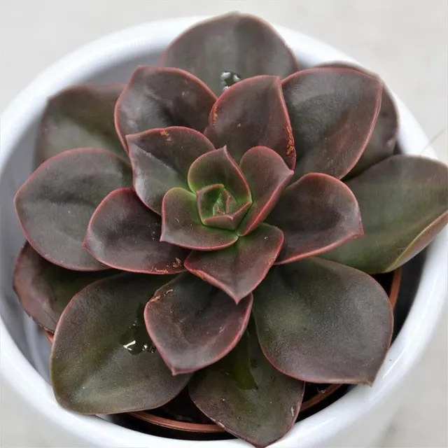 pasiora-echeveria-melaco-sukkulente-5-5-cm-topf image 1