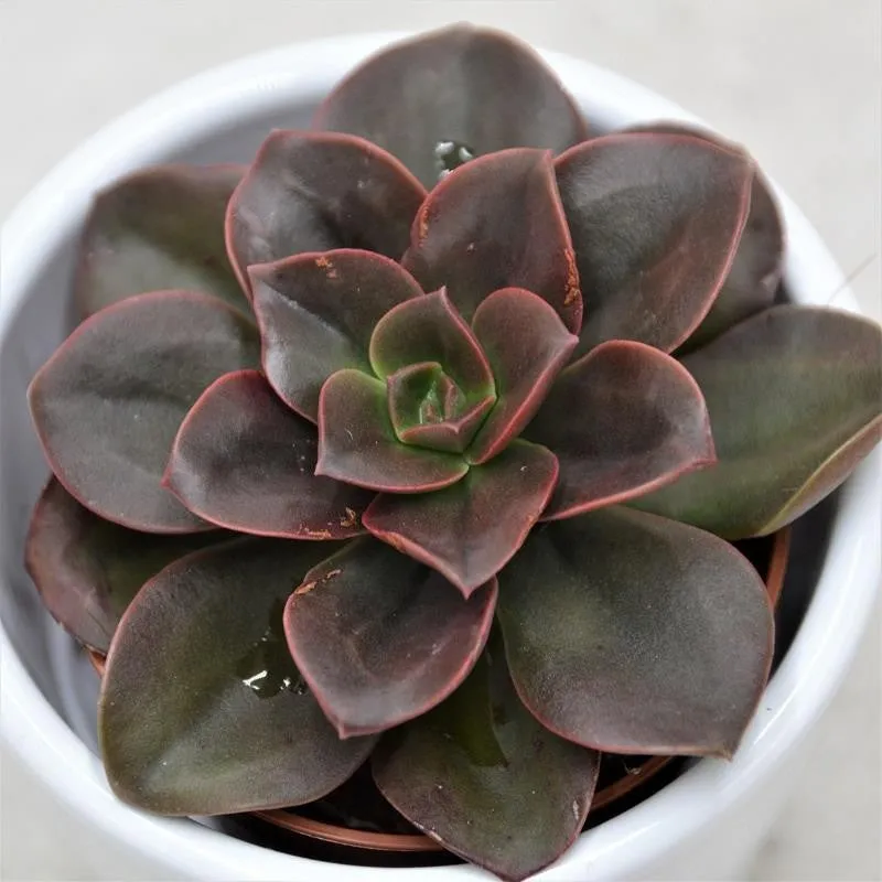 pasiora-echeveria-melaco-sukkulente-5-5-cm-topf image 1