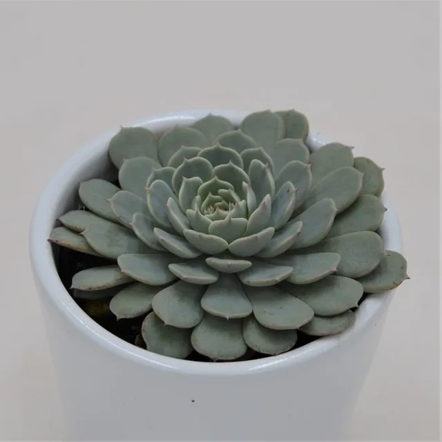 pasiora-echeveria-pinwheel-sukkulente-im-6cm-topf image 1