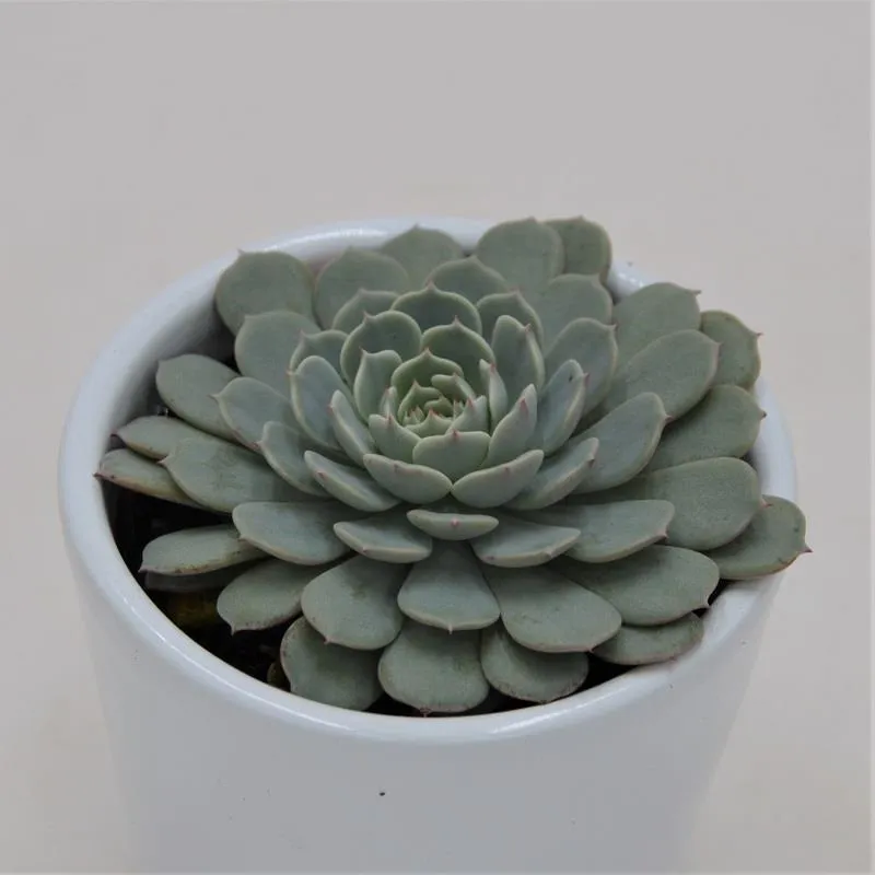 pasiora-echeveria-pinwheel-sukkulente-im-6cm-topf image 1