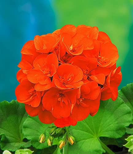 baldur-garten-balkon-geranie-mandarin-3-pflanzen-pelargonium-zonale image 4