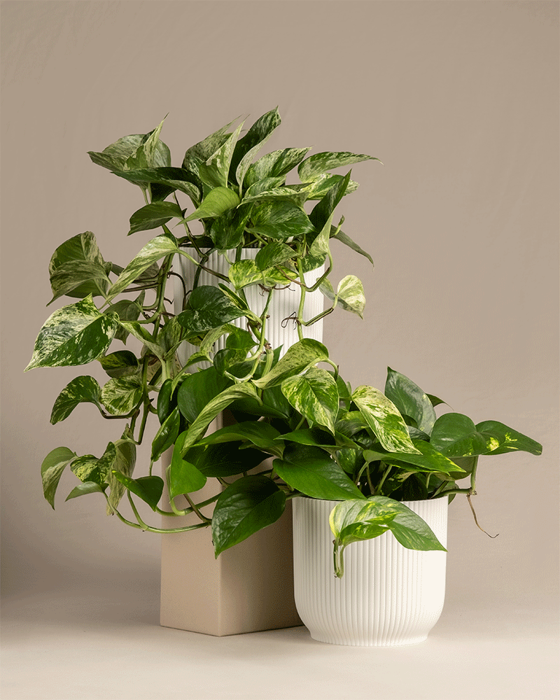 feey-h-nger-duo-efeutute-2x-gro-e-epipremnum-inkl-marble-queen image 7