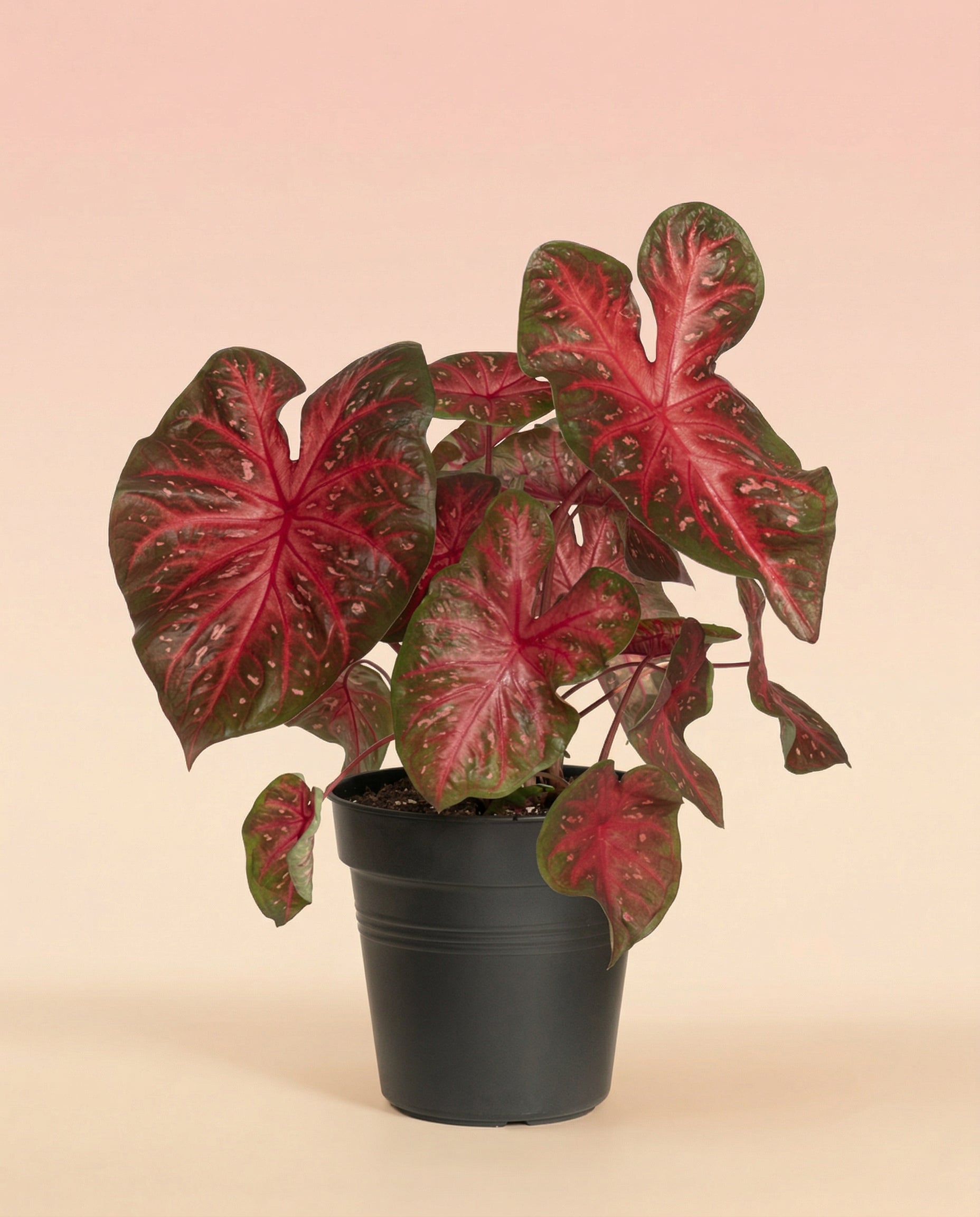 feey-caladium-red-flash-zimmerpflanze image 3