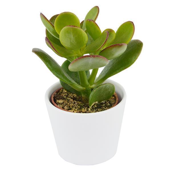 pasiora-crassula-ovata-sukkulente-6cm image 3